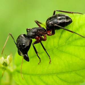 Black Garden Ants