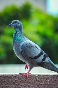 Bird Breed - Pigeon