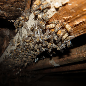 Cluster Flies - Early Season Insects