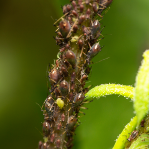 Aphids - Early Season Insects