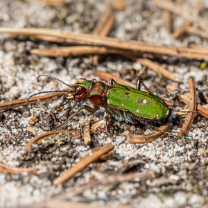 Beetles - Early Season Insects