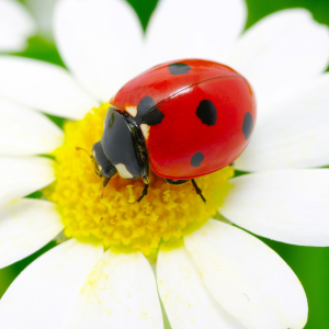 Ladybug - Early Season Insects