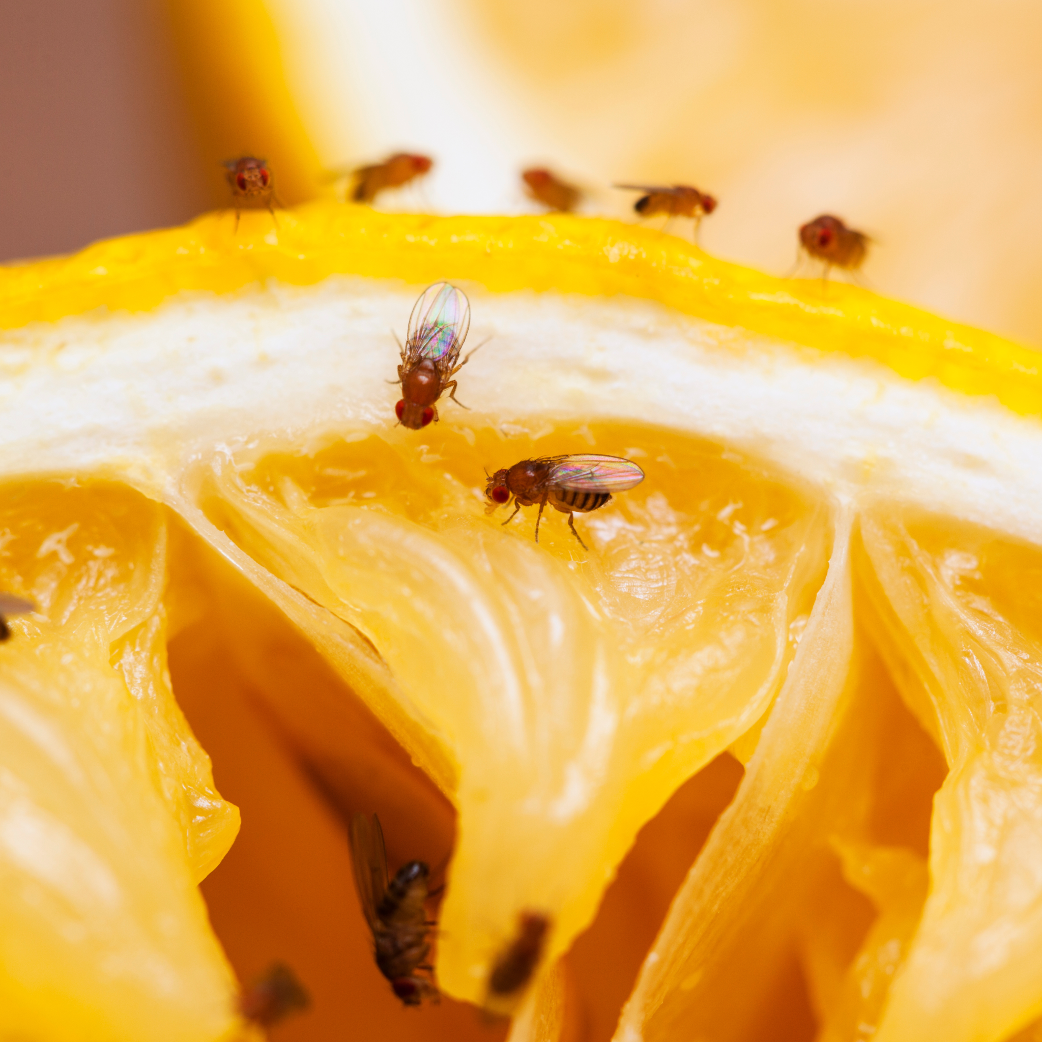 Fruit Flies – Complete Guide – The Flyscreen Company – 2026