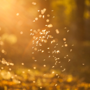 Midges - Early Season Insects