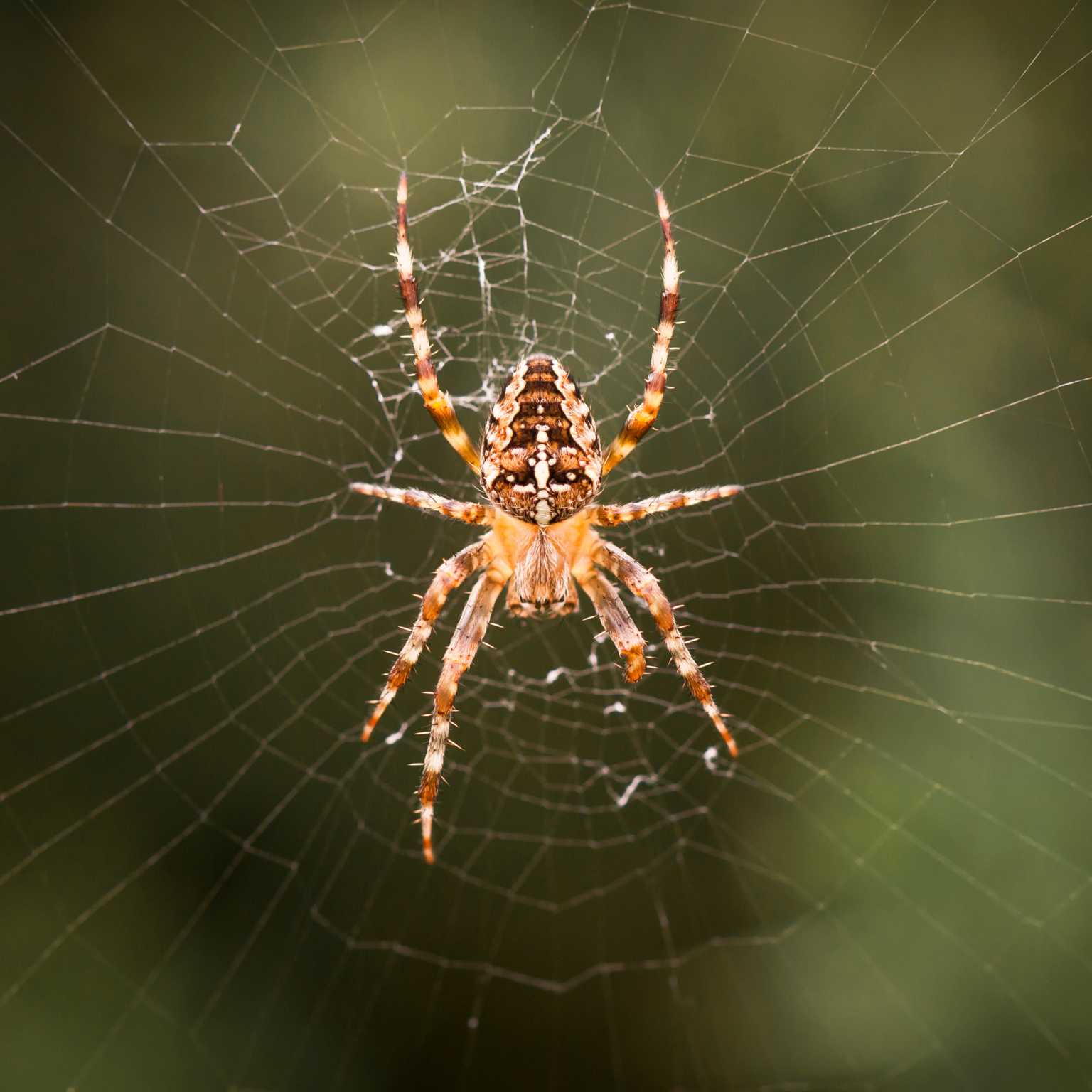 First Spring Spider Early Season Insects: 2026 Easy Ways to Protect Your Home