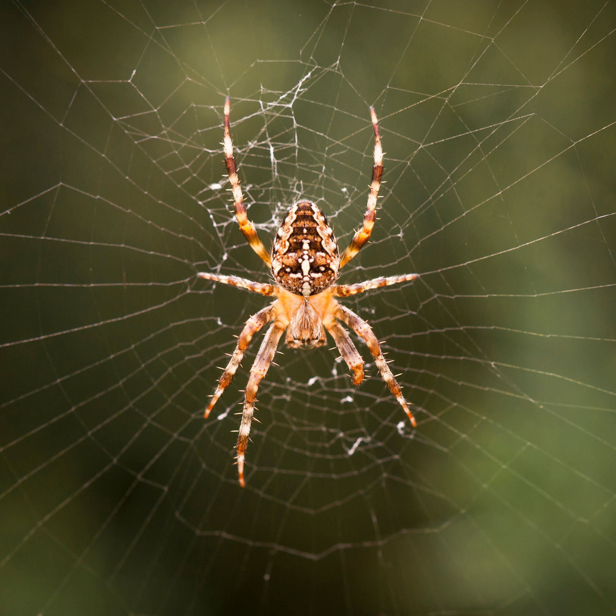 Spring Insects Spider Early Season Insects: 2026 Easy Ways to Protect Your Home