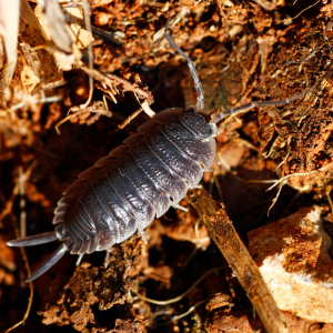 Woodlice - Early Season Insects