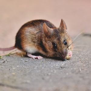 House Mouse
