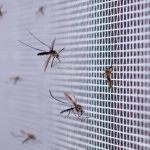 Midges & Mosquitoes - Close Up