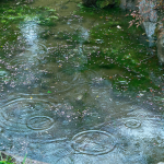 Midges & Mosquitoes - Pond