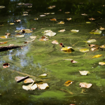 Midges & Mosquitoes - Stagnant Water
