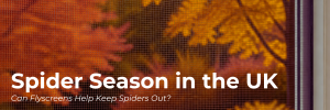Spider Season in the UK