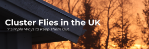 Cluster Flies in the UK
